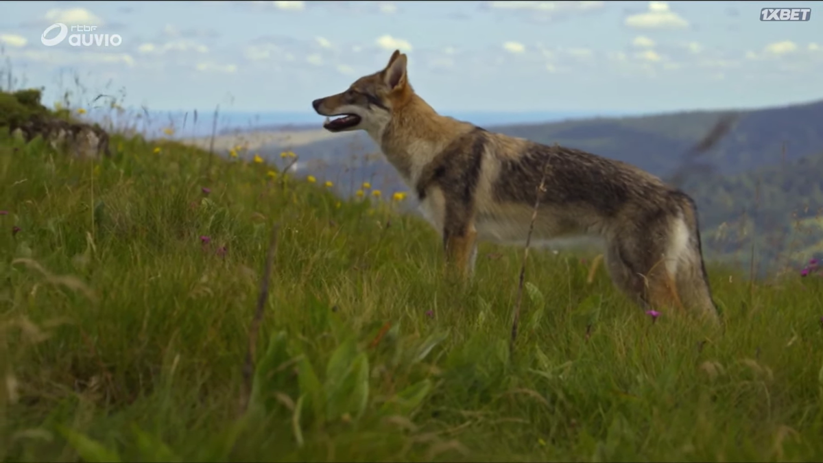 Кадр из фильма.