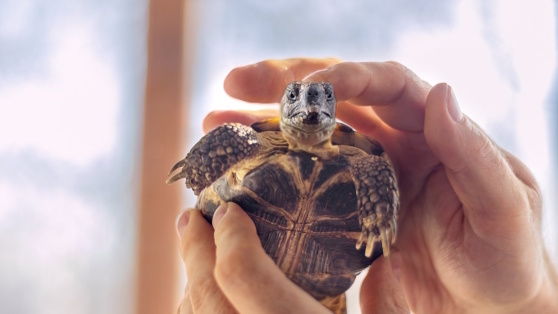    Что нужно знать, прежде чем завести сухопутную черепаху дома: советы эксперта Роман Захаров