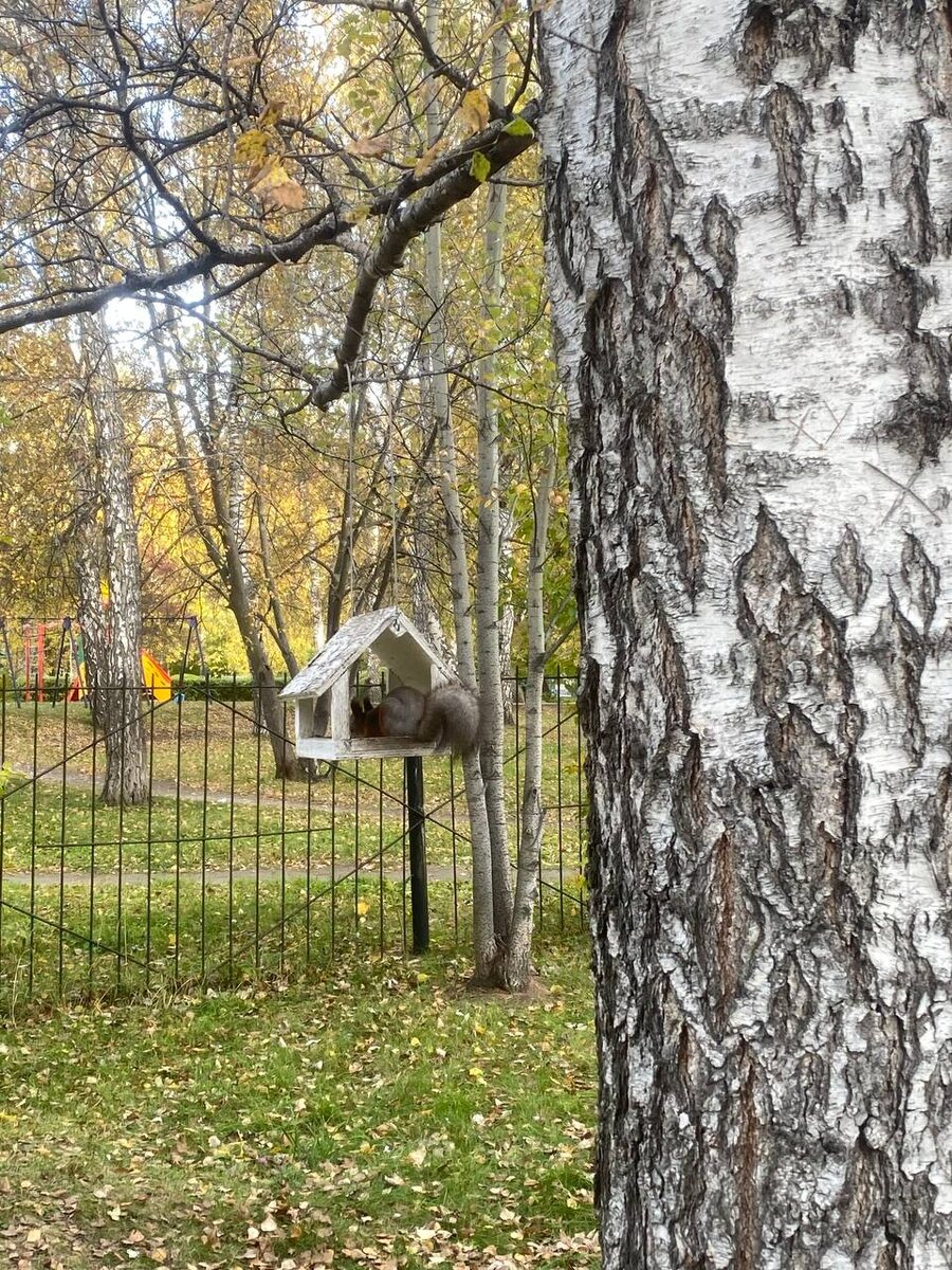 Даже у ьелочки есть свой дом, а у нас нет