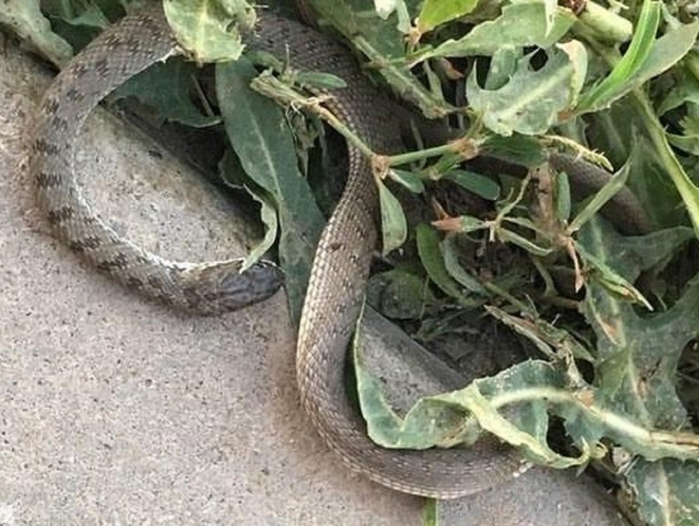 Источник: Яндекс. Картинки