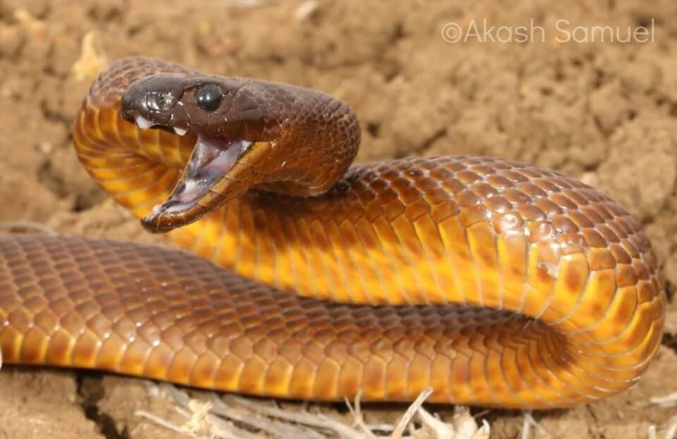 Яндекс картинки