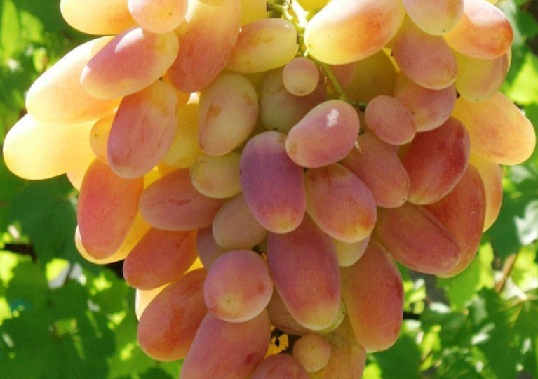 "Куст винограда, 7 лет. Сорт Юбилей Новочеркасска, куплен в садовом магазине. Ни разу не дал ни одной грозди. В чем причина?"