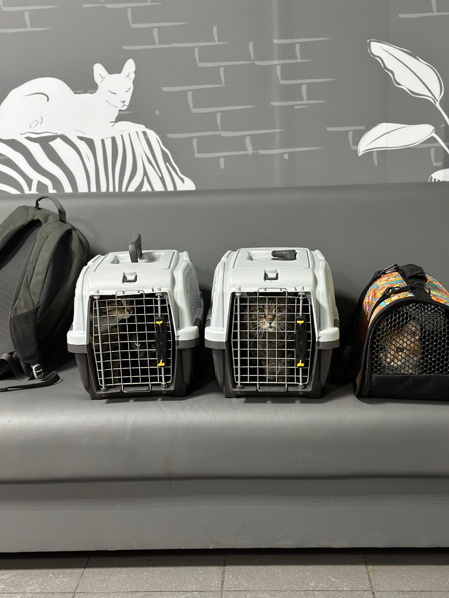 Поездка со всеми котами в клинику - то еще испытание 