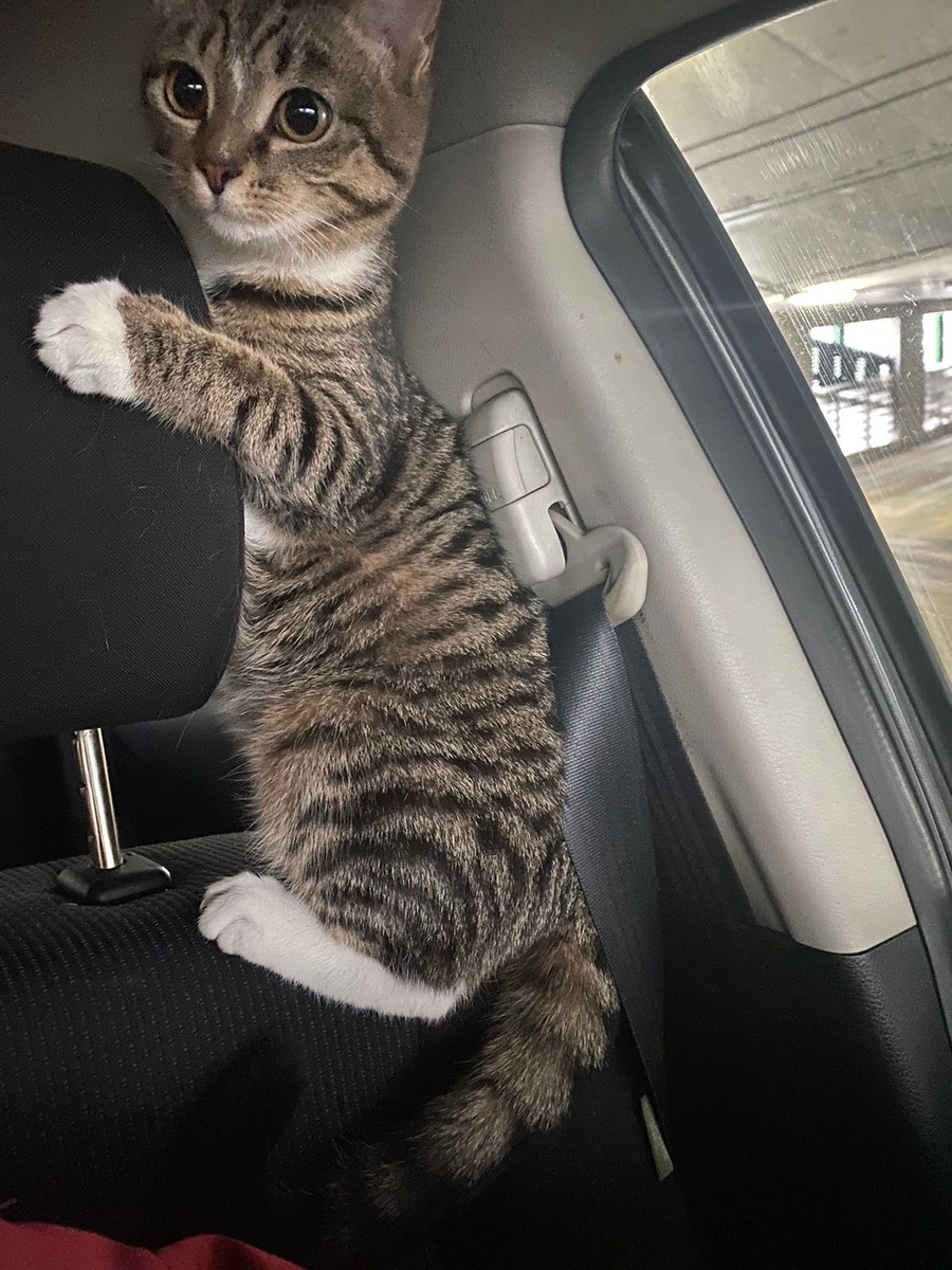 Это Арья в прошлом году едет на повторную вакцинацию с видом «Живой не дамся»!