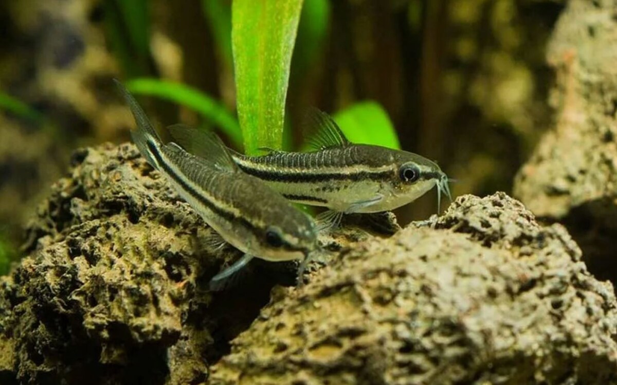 Те самые коридорасы пигмеи, присели отдохнуть на камушек. Фото взято из интернета