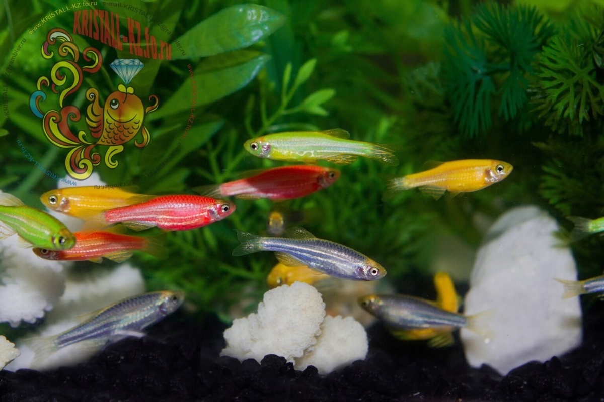 Яркие данио. Фото из интернета