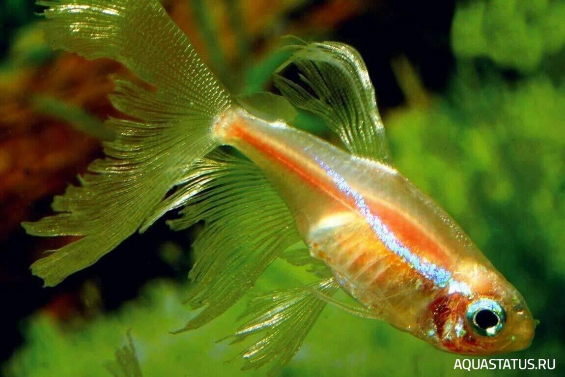 Аквариумные рыбки вуалевые. Аквариумные рыбки вуалевые. Золотая рыбка вуалехвост. Аквариумные рыбки вуалевые. Скалярии аквариумные рыбки.