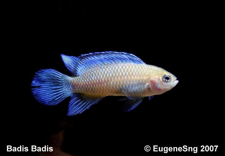 Белая рыбка-хамелеон. Фото из интернета.