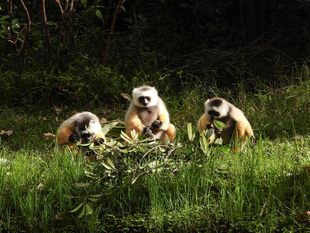 Диадемовый сифака