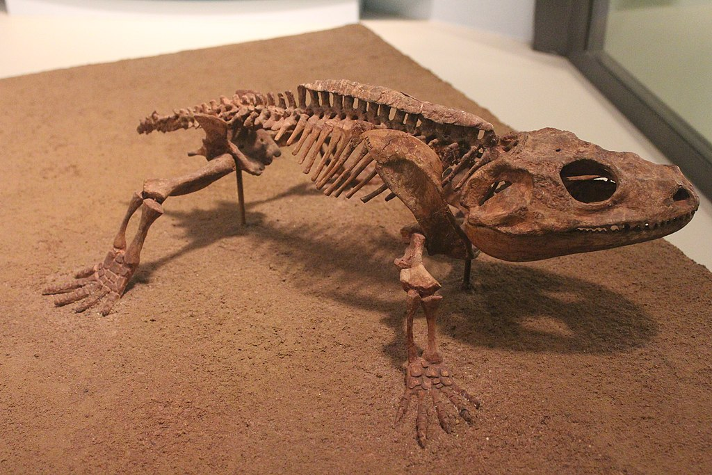 Какопс Cacops aspidephorus Williston, 1910 UC647