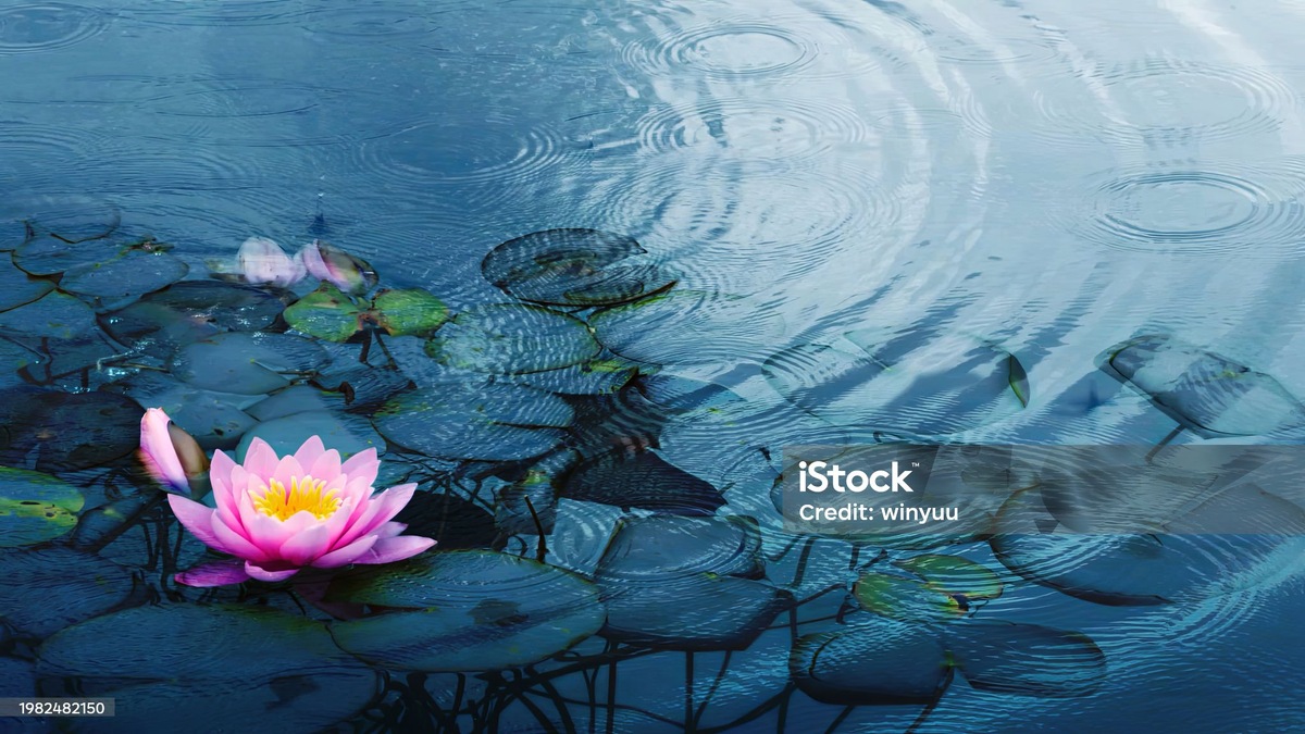 "Протягивая руки к звездам, люди часто забывают о цветах под ногами." - Джереми Бентем.