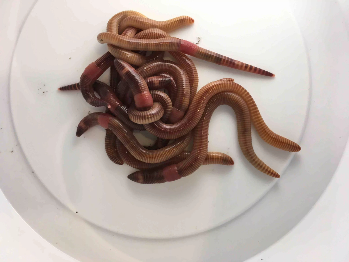 Дендробена