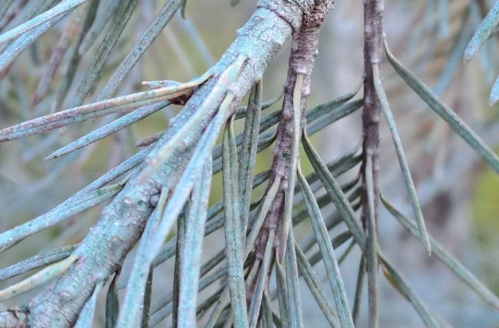    Фото t.me/chpnvrsk_official