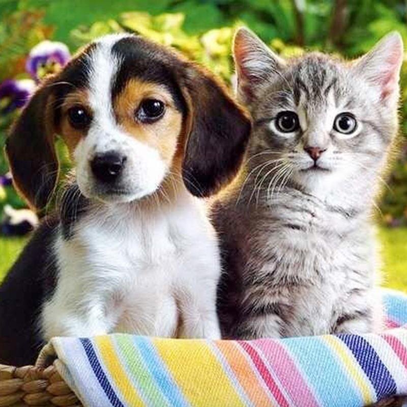 Фото из интернета, очень бы хотела себе таких милых друзей 🤗