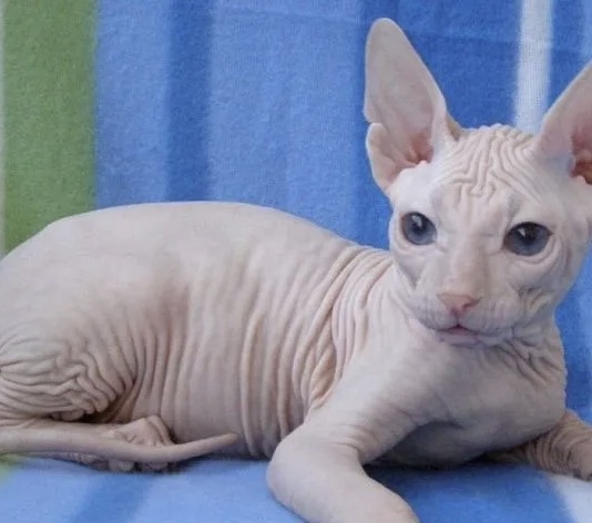 Ну вот например лысая кошка. Ну они же страшнючие, как моя жизнь. Я такую не хочу! 