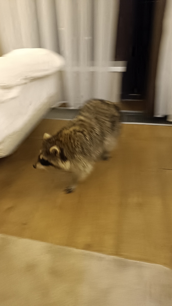 Прошу прощения за плохое качество фото, оно сделано во второй приезд. И, сами понимаете, енота приходилось разворачивать в обратном направлении, поправ все правила гостеприимства.