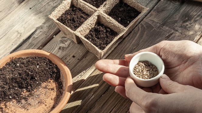 Оптимальное время для посева укропа на подоконнике - с марта по август.