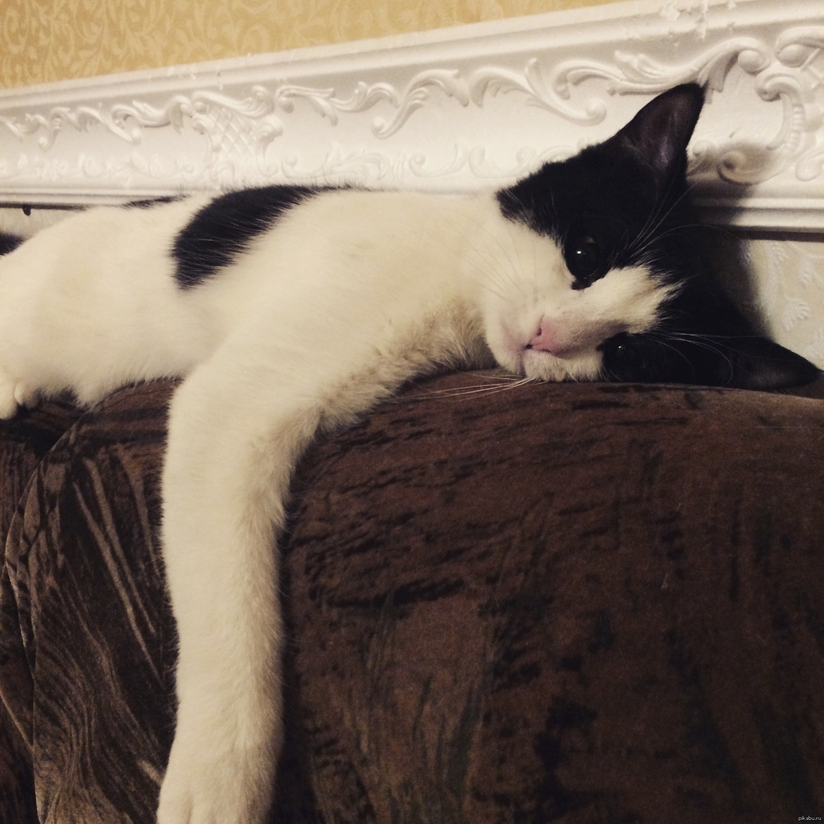 Котик из интернета. Состояние было похожее у меня))