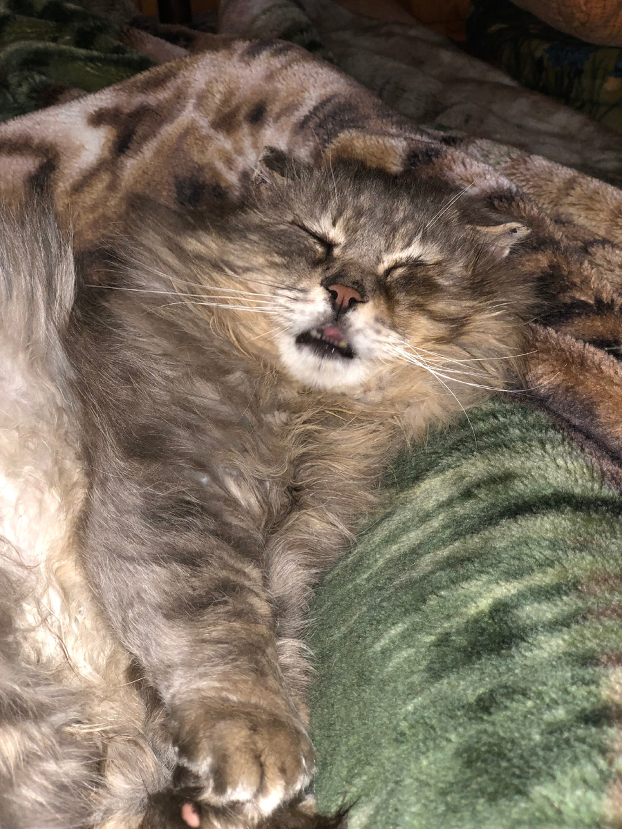 Страшно усталый Филя. Везде фото автора.