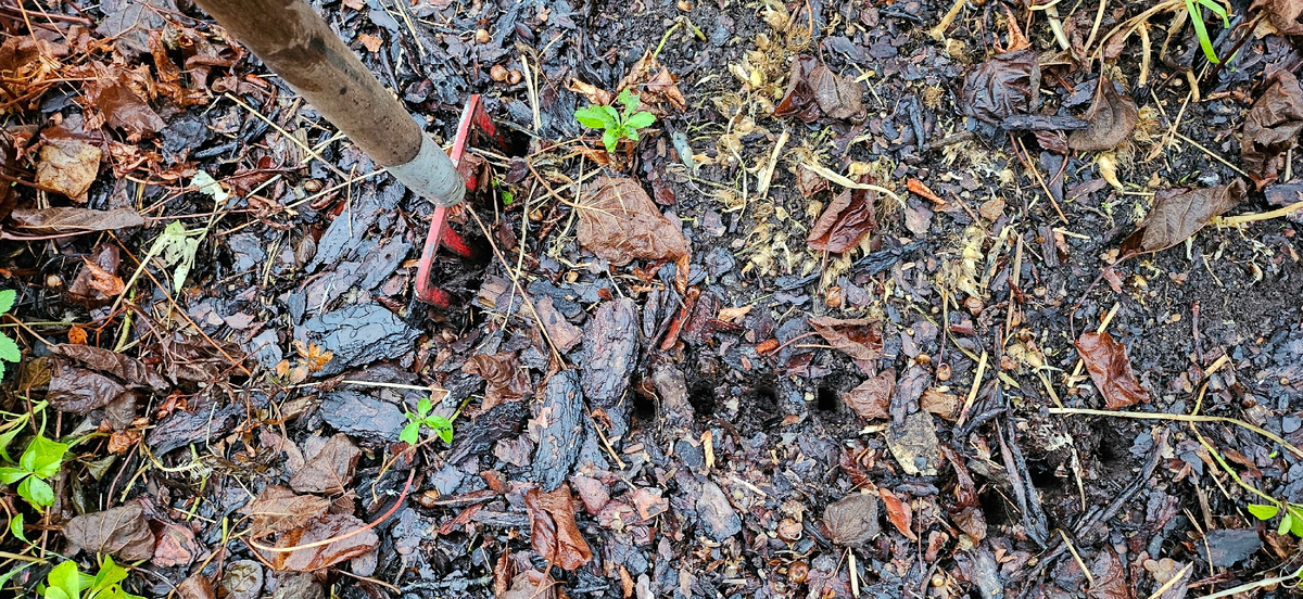 Фото: Светлана Желиба 