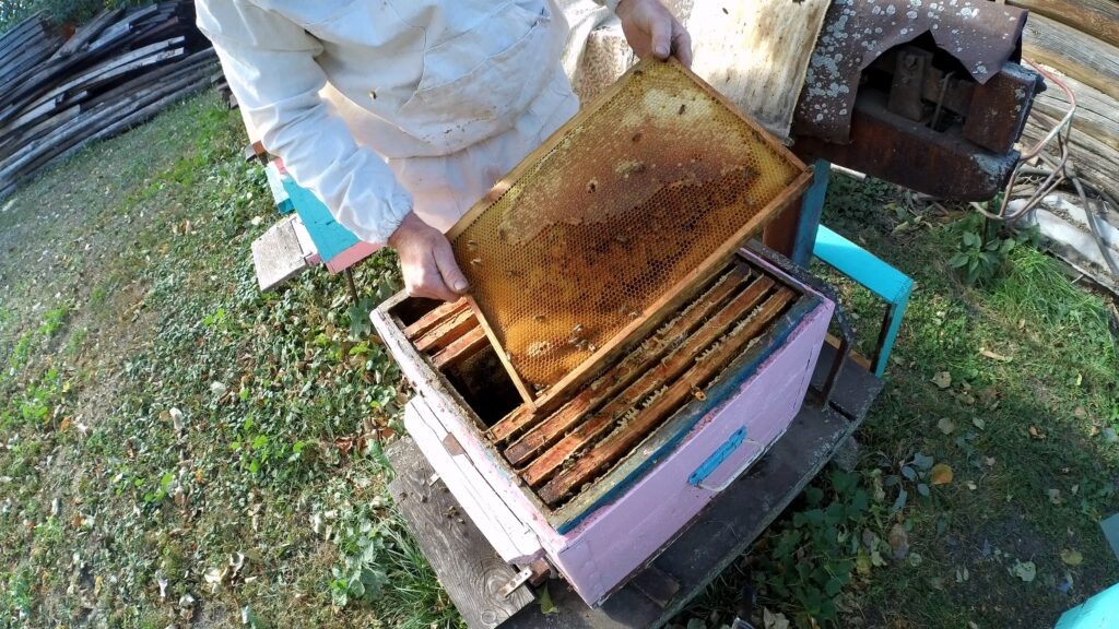 Медово-перговая рамка в октябре.