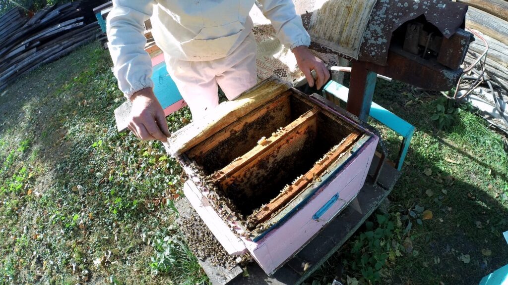 Сборка гнезда пчёл перед зимовкой.