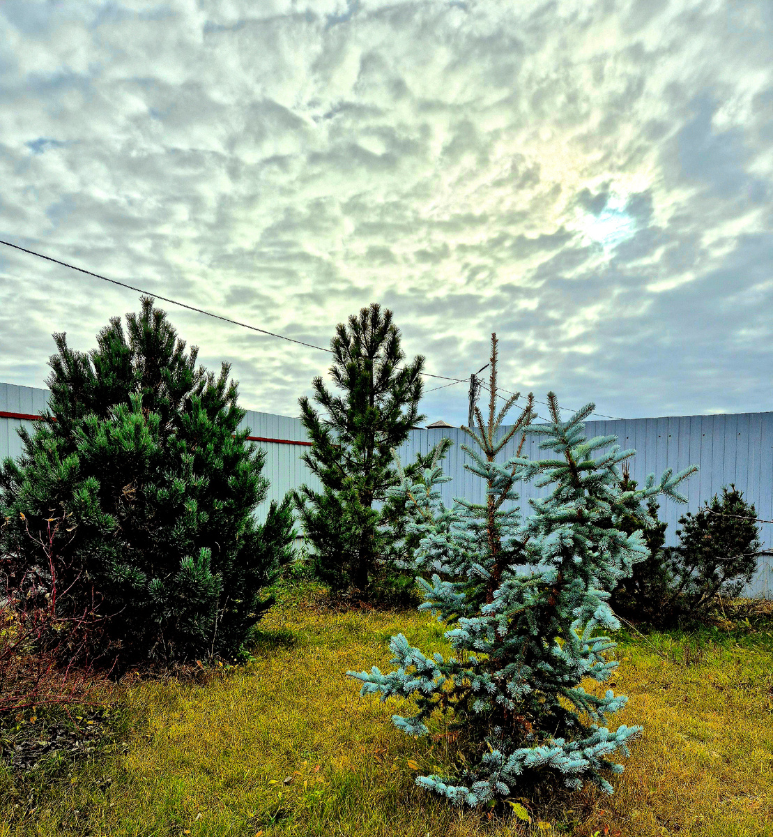 Хвойный уголок. Предзимье