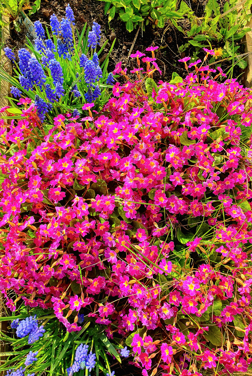 Примула весенняя