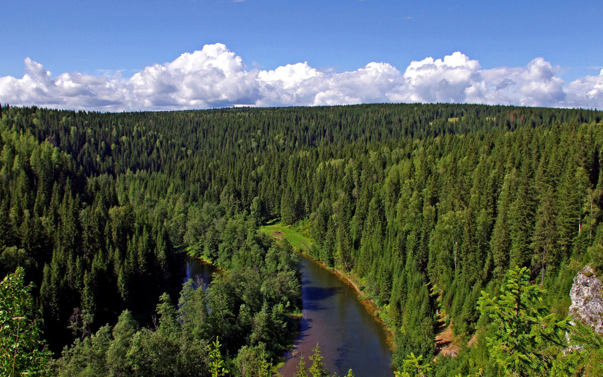 Сибирская тайга