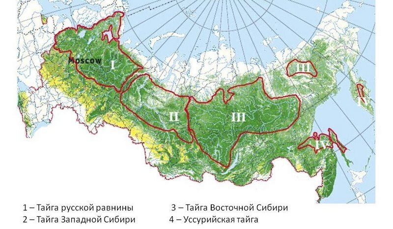 Местоположение тайги на карте