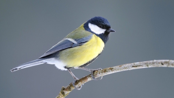    Какой сегодня праздник: 12 ноября – Синичкин день Роман Захаров