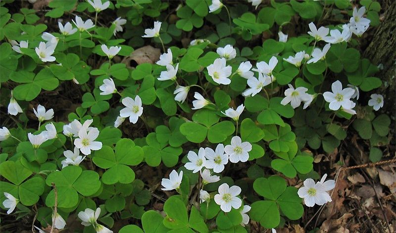 Кислицу можно есть в любом виде