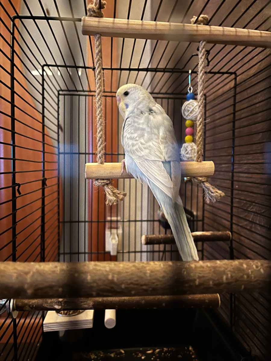 Попий на качельках