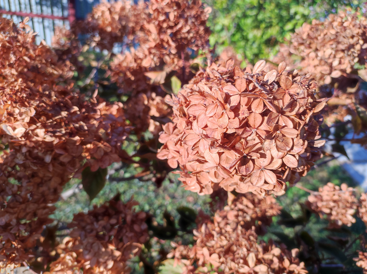 Фото автора, гортензия метельчатая осенью, 2024 год