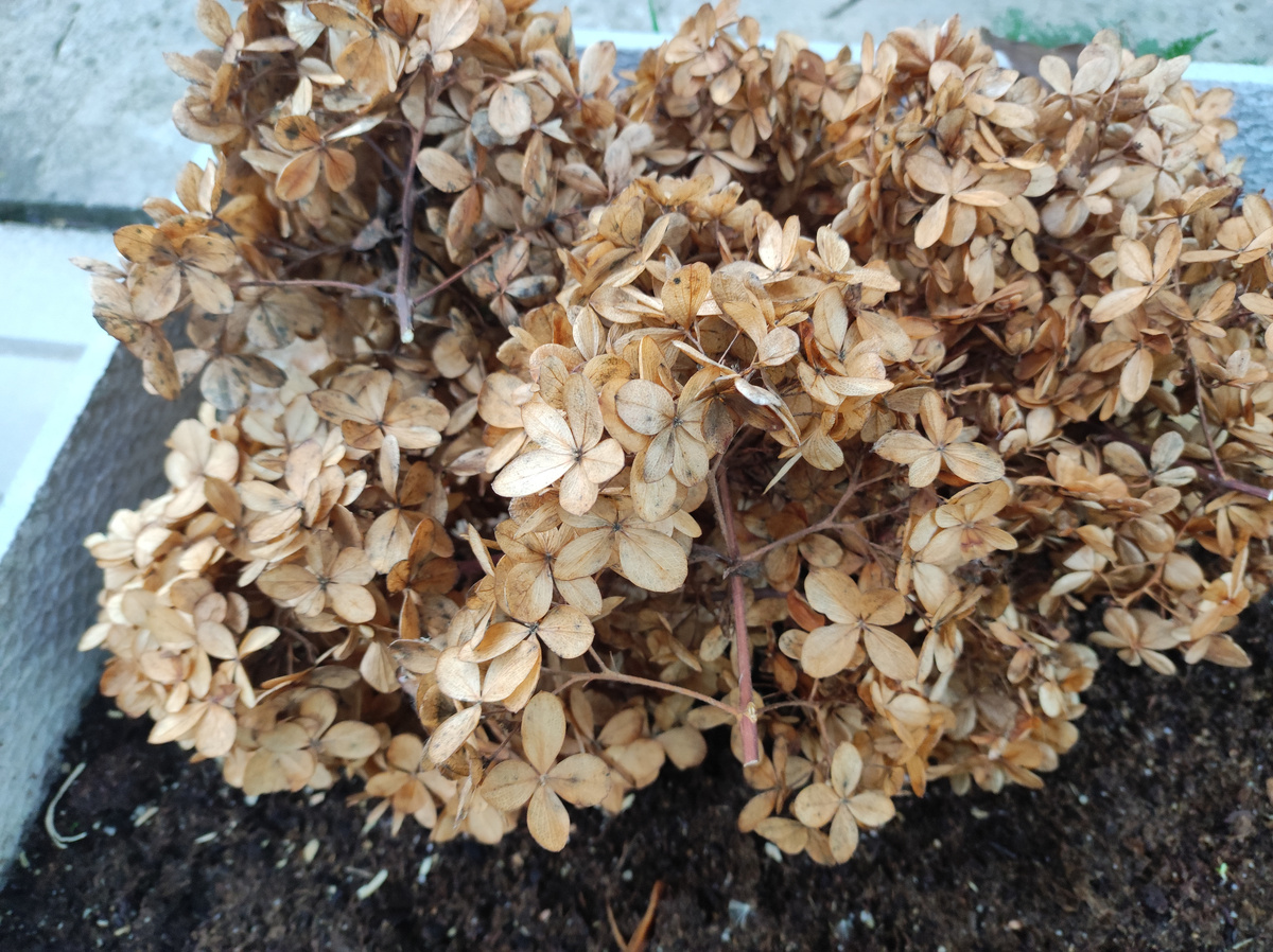 Фото автора, укрытие для клематиса из соцветий гортензии, ноябрь 2024 года