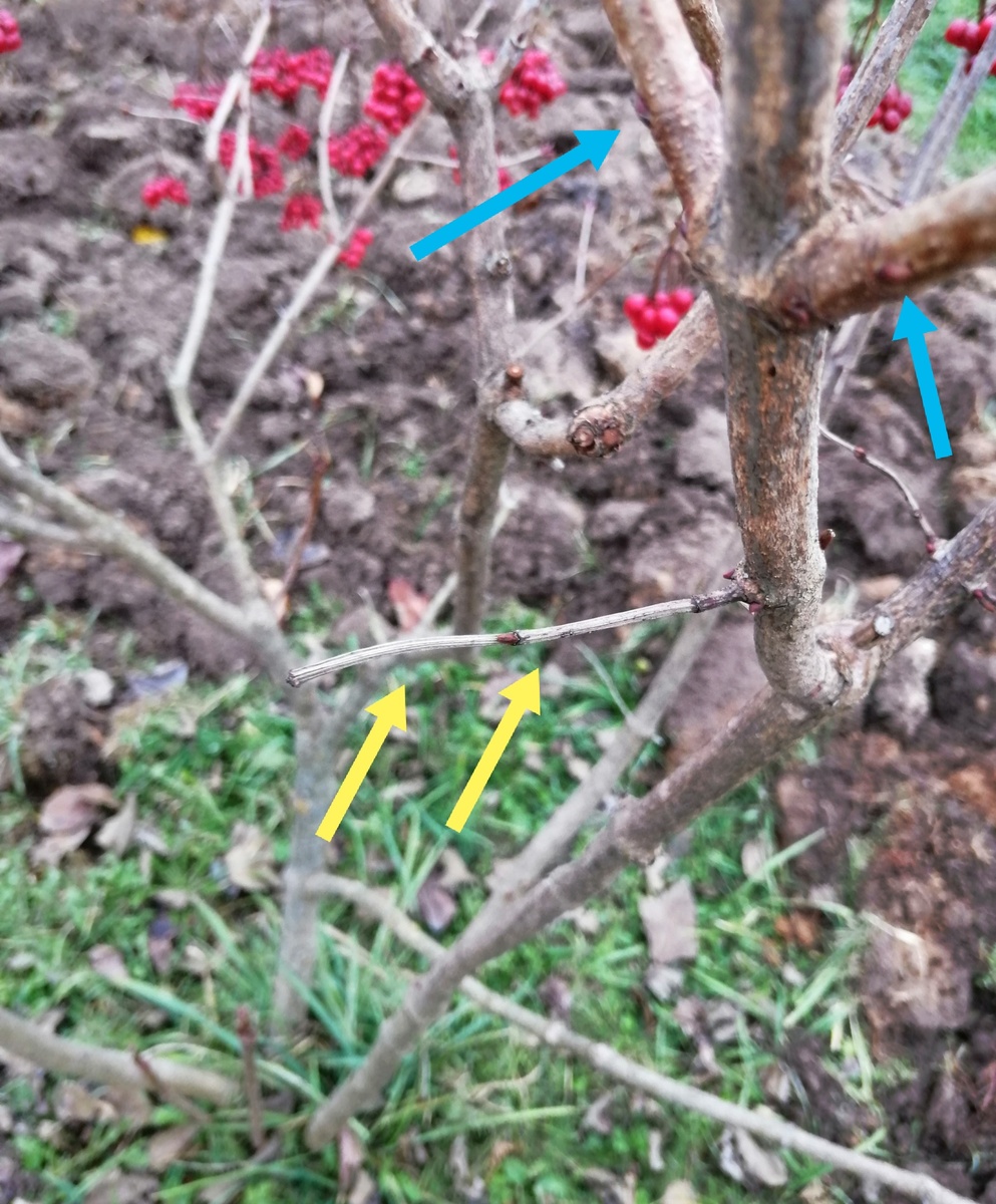 Сравните толщину хиленькой веточки (жёлтыми стрелками) и веток из почек, находящихся выше (синими стрелочками). А ведь почки были одинаковые. Пока листья на ветках, этих мелких веточек не видно, только после листопада. Весной я их обрезаю. 