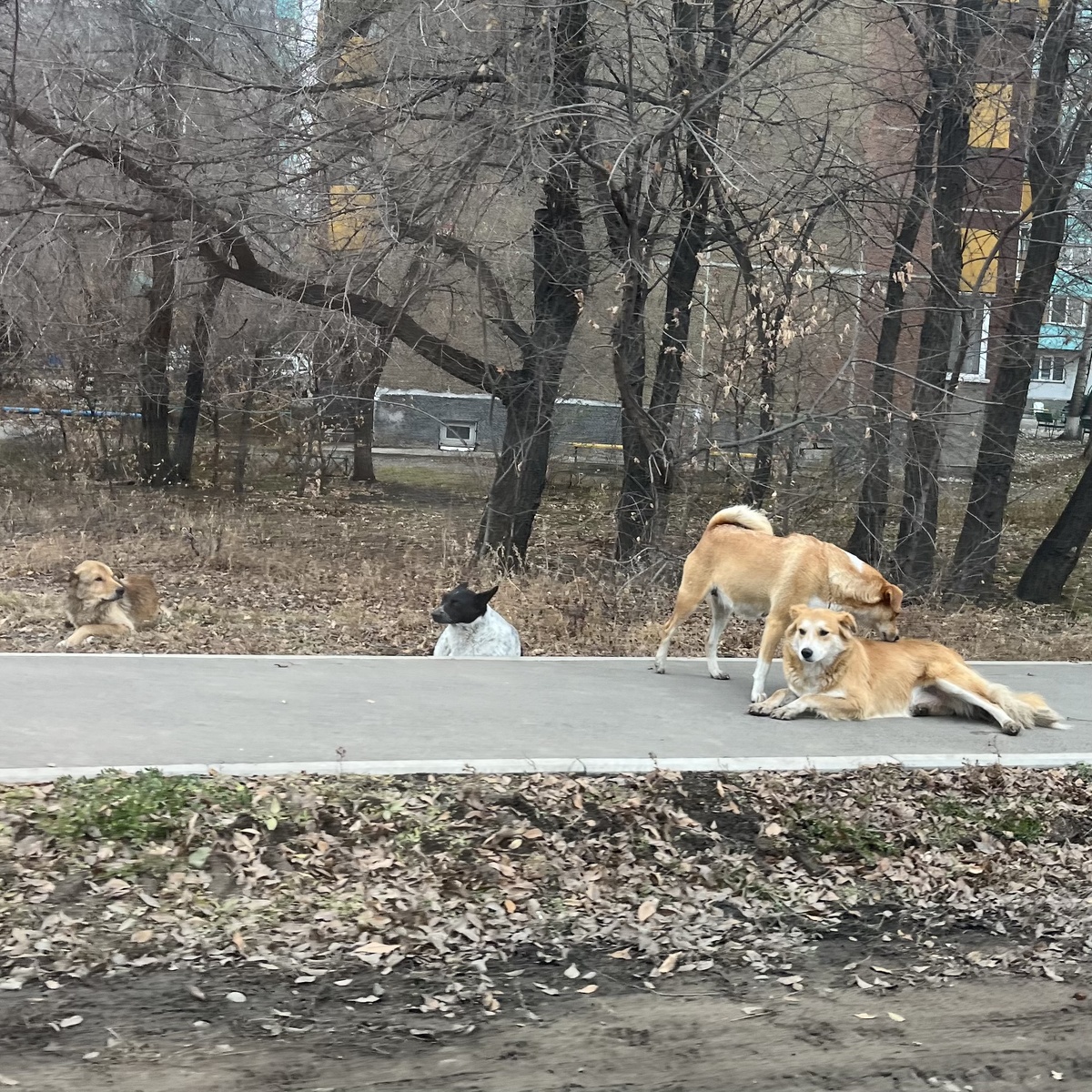 Милые, добрые городские собачки