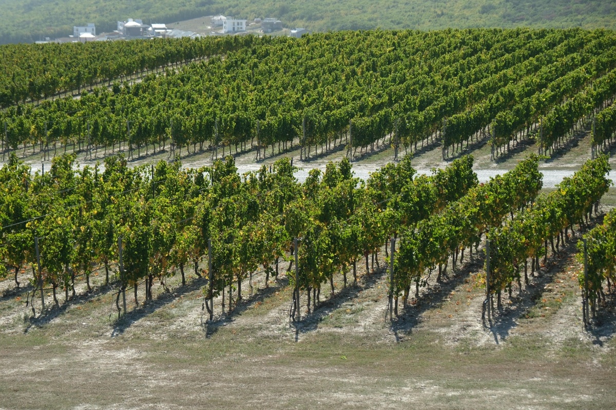 Фото: Михаил Ступин