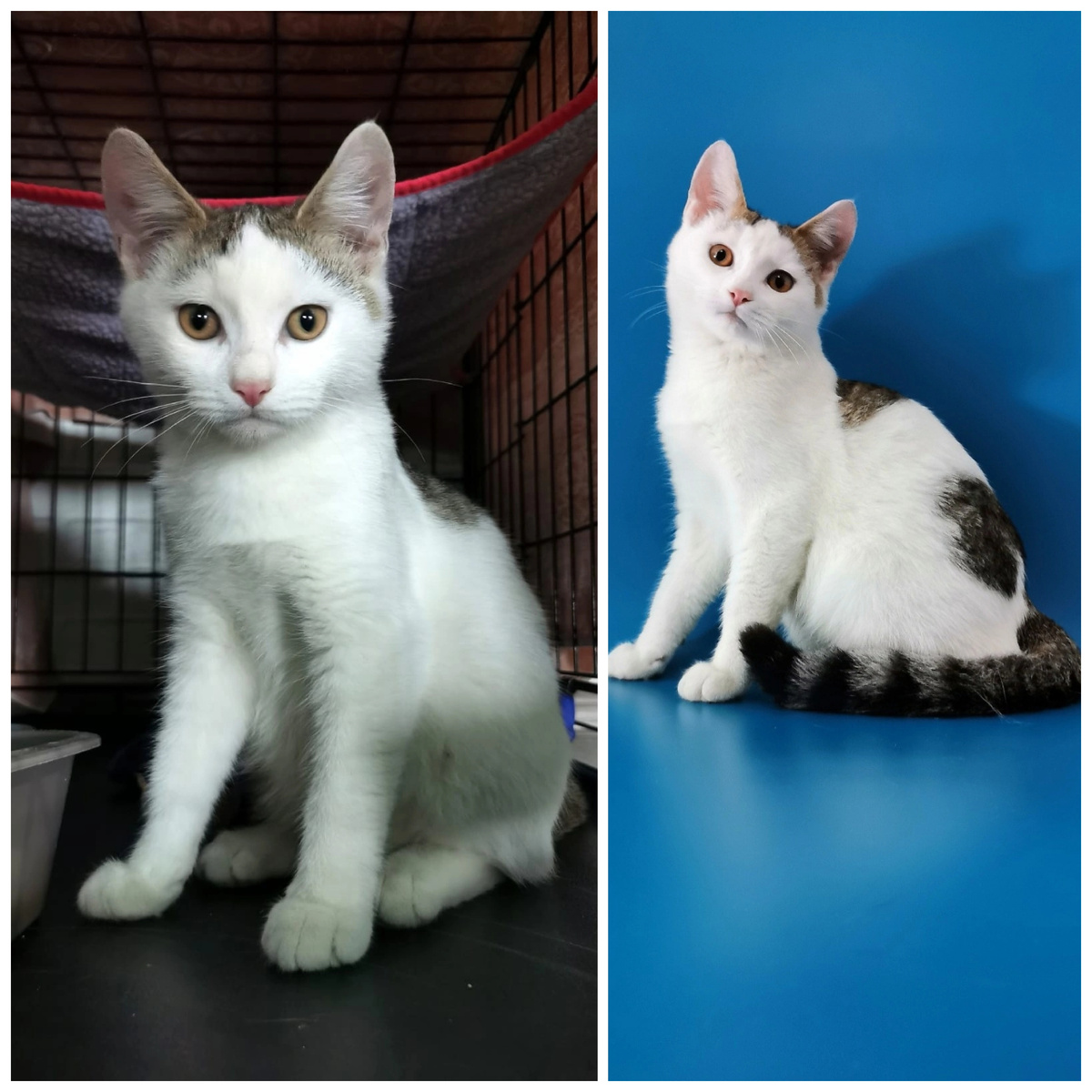 Рислинг приехал с передержки, до этого был найден на улице.