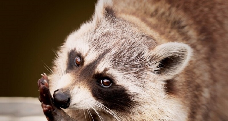    Фото ru.freepik.com