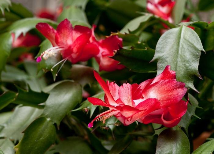 Подкормка декабриста: что нужно знать для успешного цветения?