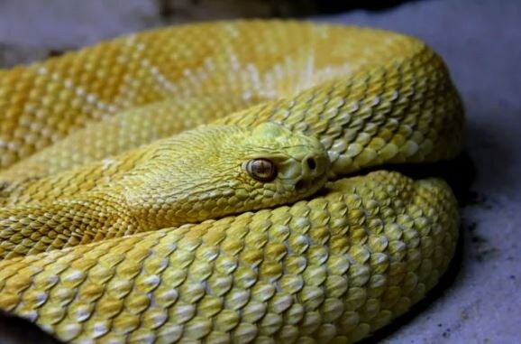 Обидели змейку))