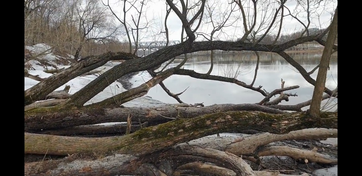 Сабурово, река Москва. Фото автора