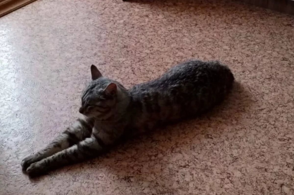    Полицейские опросили хозяина, погибшего кота после падения в Иркутске