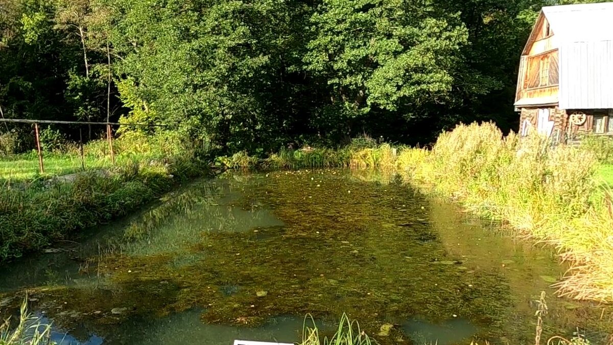 заросший пруд с рыбой