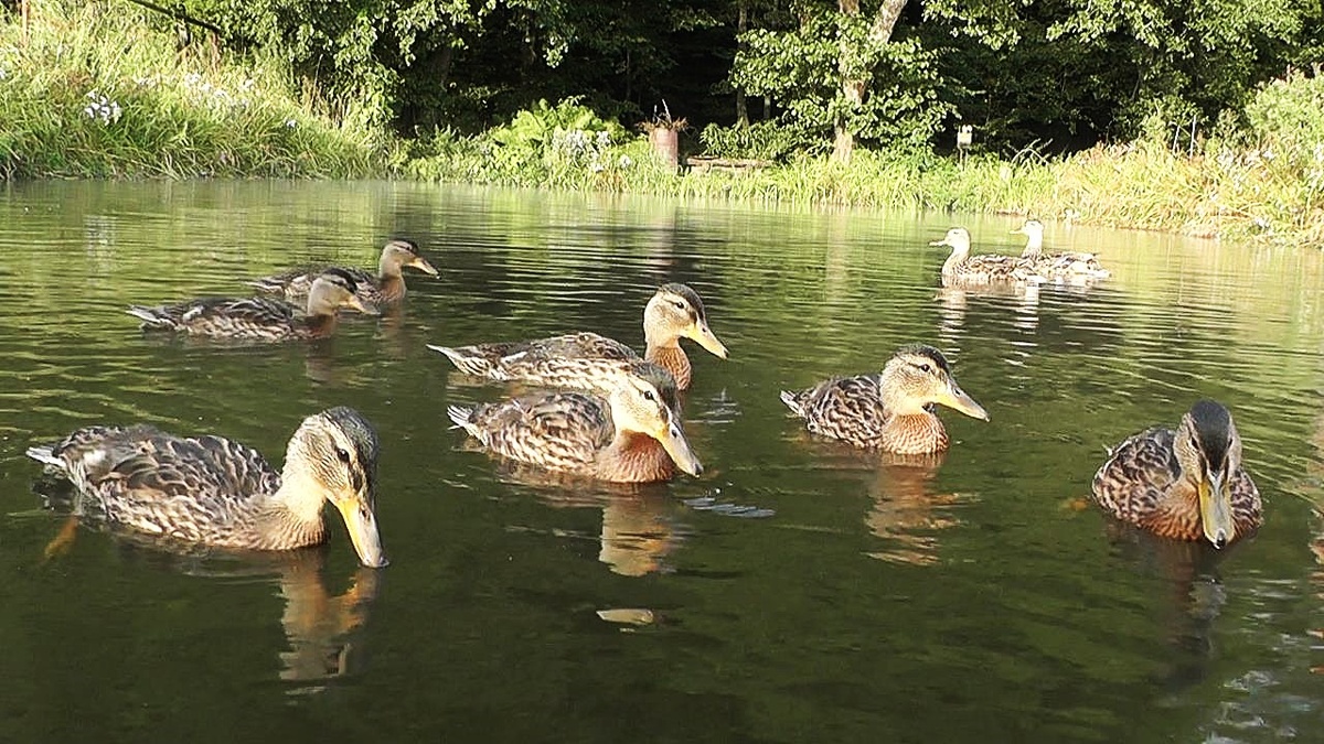 утки на пруду с рыбой