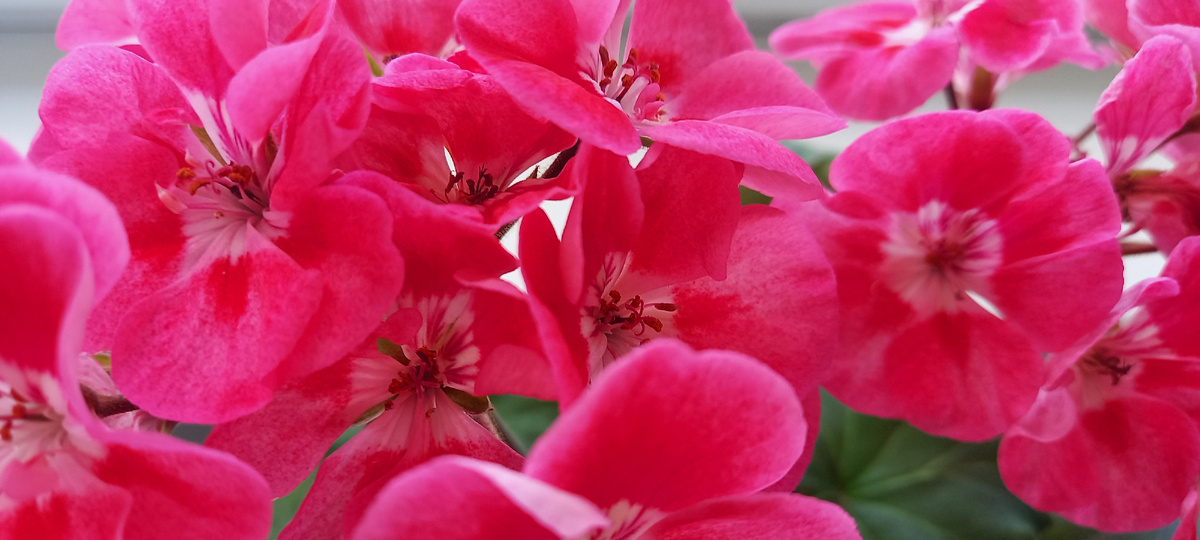 Вспомним лето.