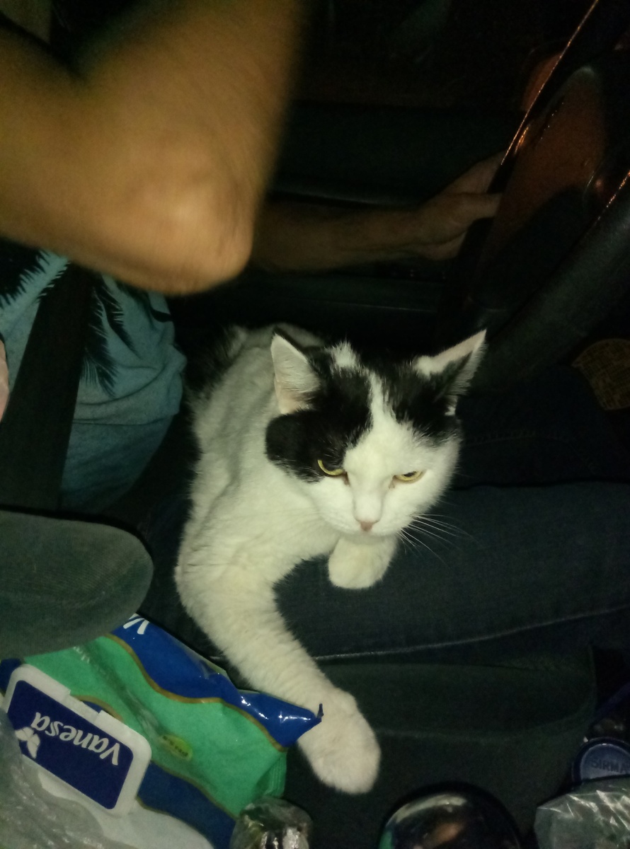 В дороге они по очереди любили возлежать у мужа на ногах.