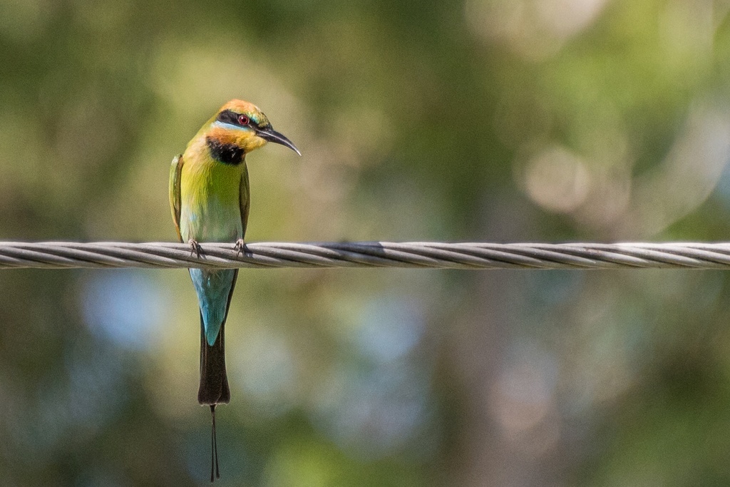 Радужная щурка, Кеенс, Квинсленд, Австралия, фото (как и следующие) - из домашнего архива