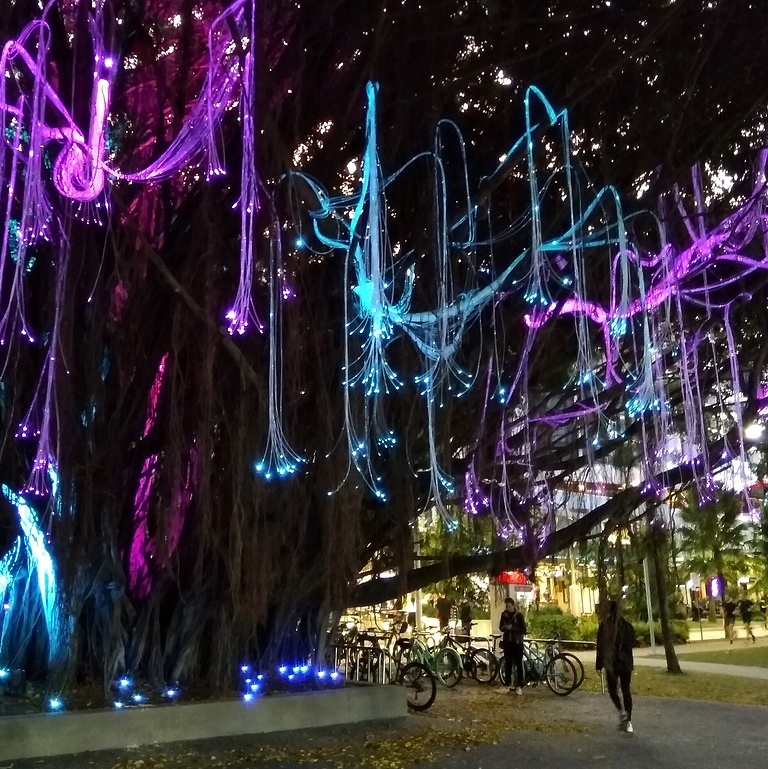 Фикусы, растущие на Экспланаде в Кеенсе